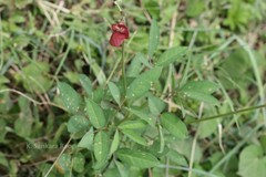 Macroptilium lathyroides var. semierrectum